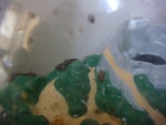 2010May002.jpg