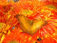 Id_426.JPG